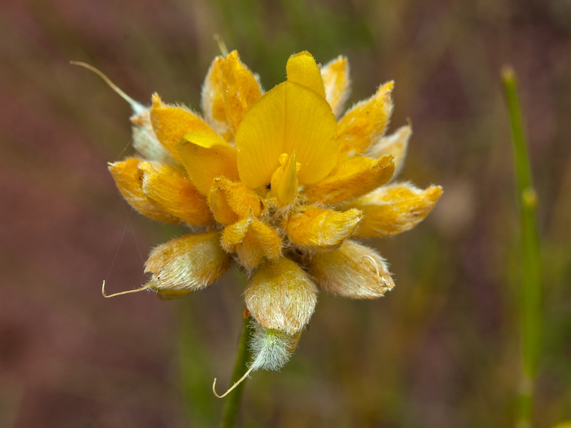 Genista umbellata equisetiformis.10