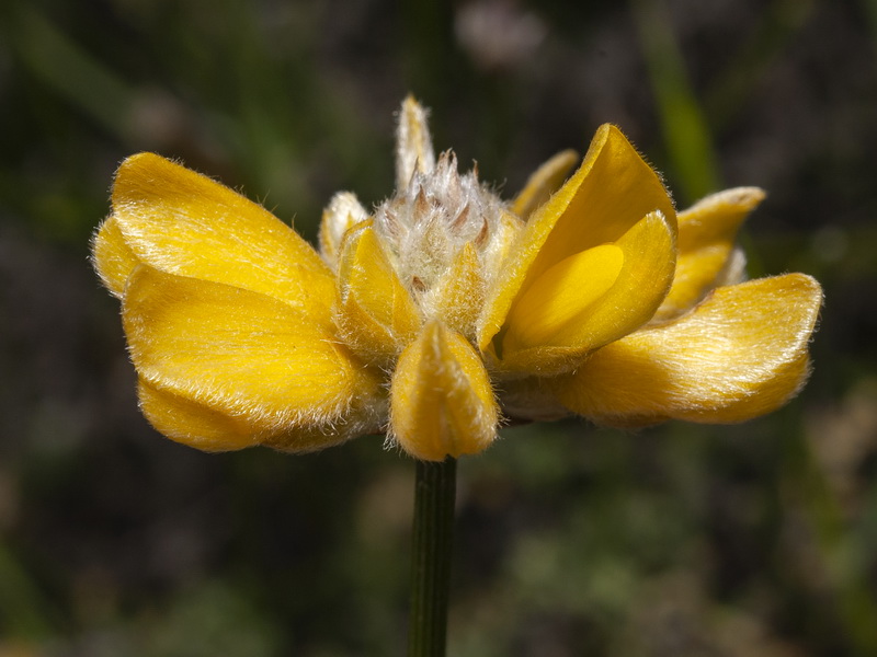 Genista umbellata equisetiformis.15