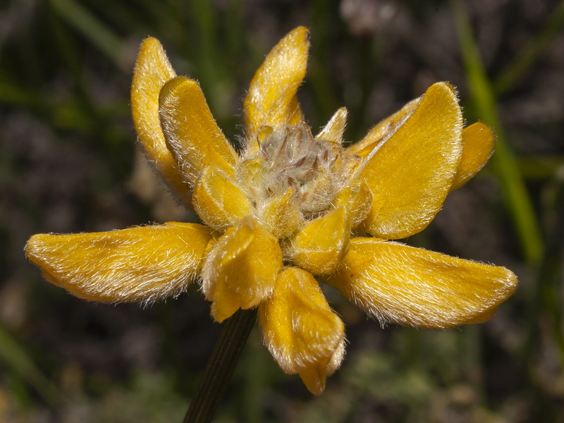 Genista umbellata equisetiformis.16