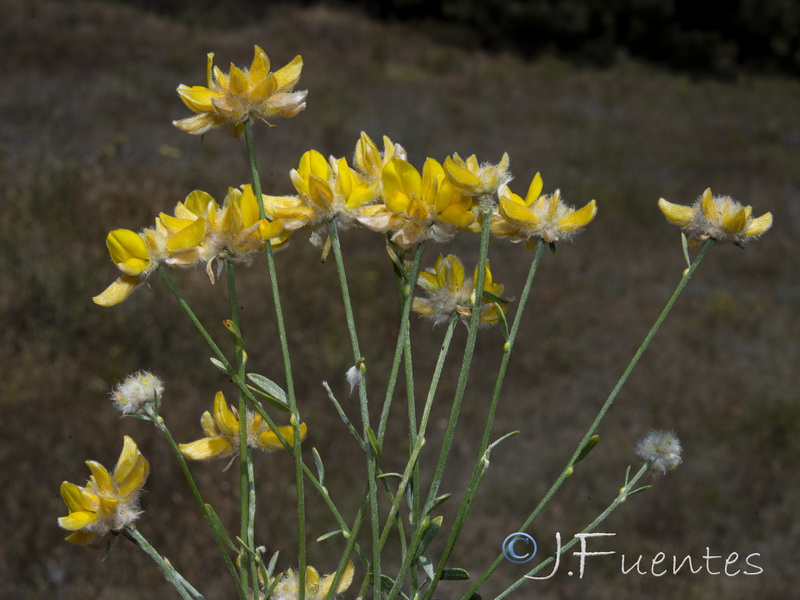 Genista umbellata equisetiformis.19