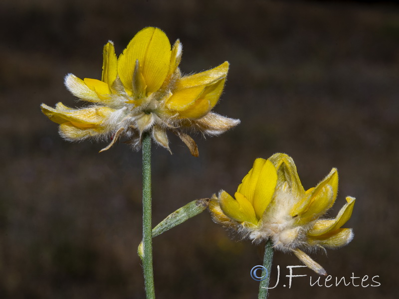 Genista umbellata equisetiformis.20