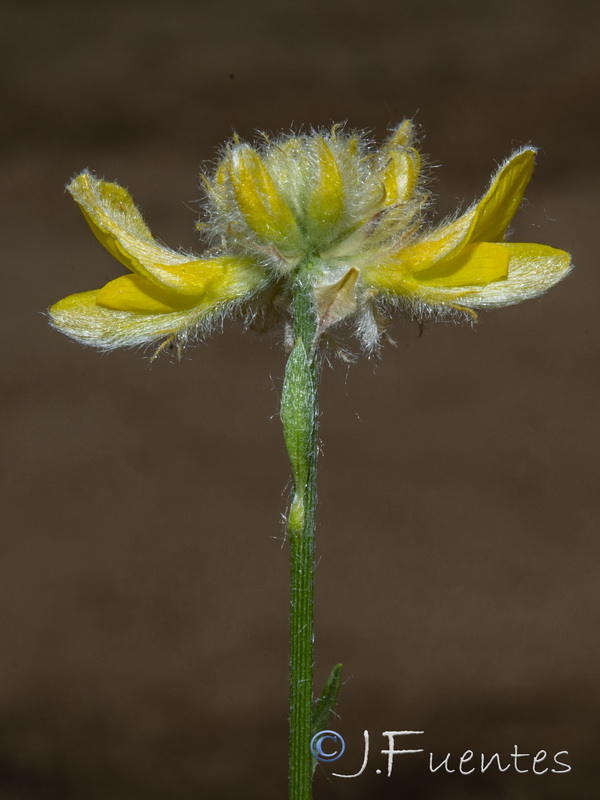 Genista umbellata equisetiformis.17