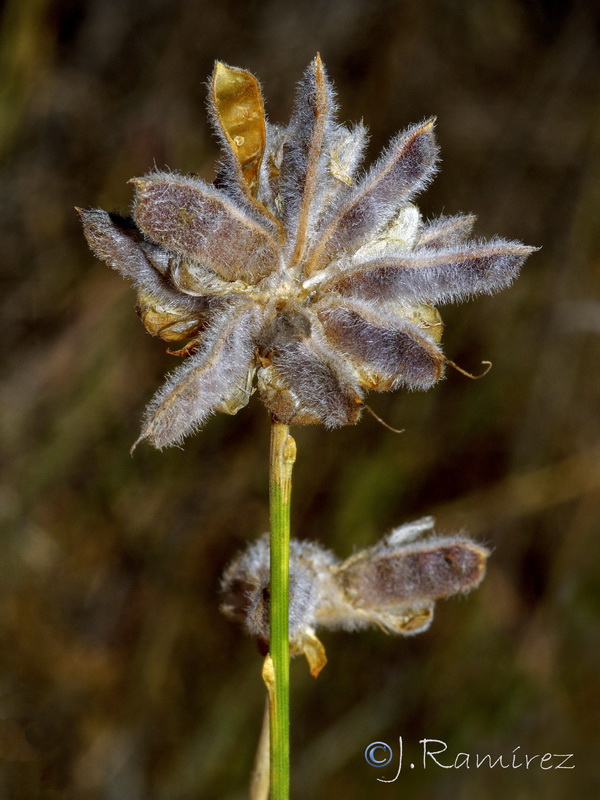 Genista umbellata equisetiformis.14