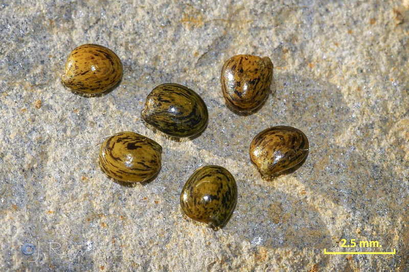 Genista umbellata equisetiformis.33