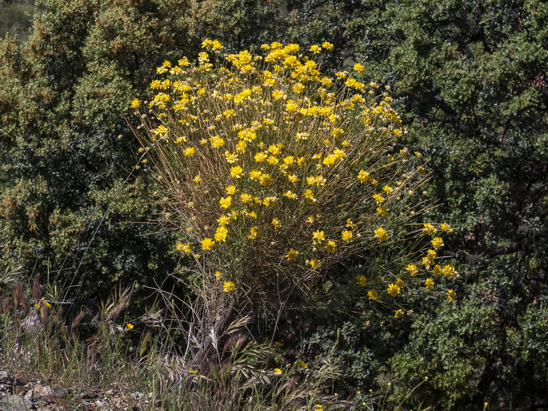 Genista umbellata umbellata.01