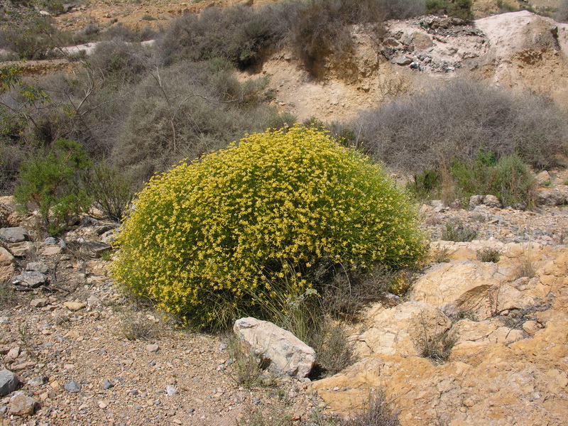 Genista umbellata umbellata.02