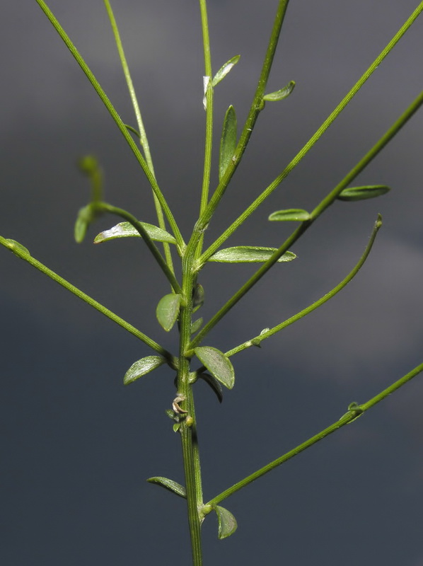 Genista umbellata umbellata.04