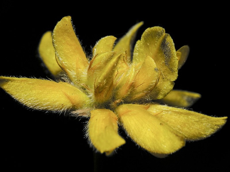 Genista umbellata umbellata.06