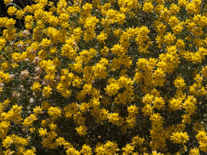 Genista umbellata umbellata.07