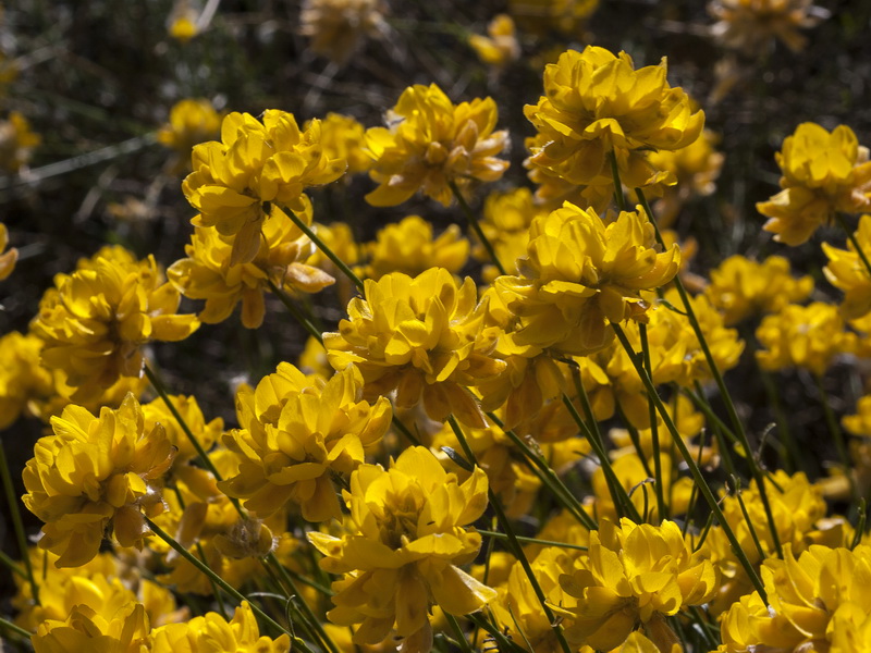 Genista umbellata umbellata.08