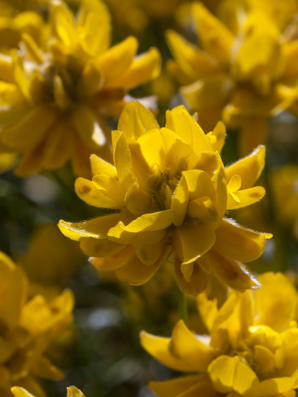 Genista umbellata umbellata.10