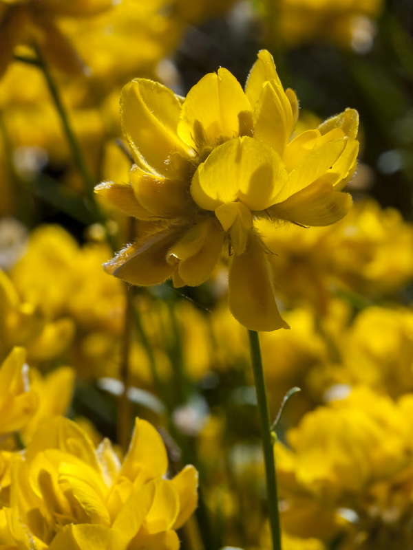 Genista umbellata umbellata.11