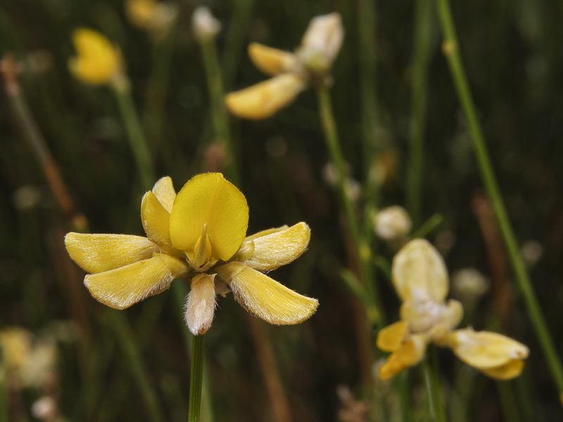 Genista umbellata umbellata.12