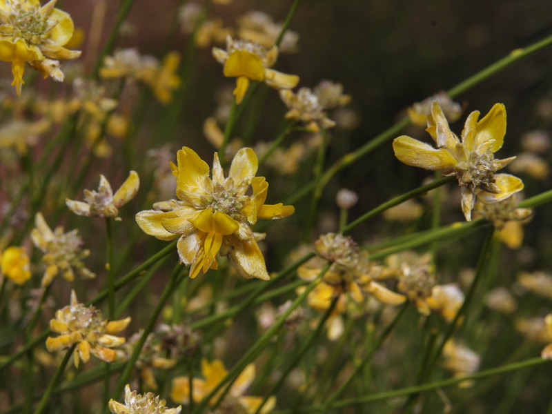 Genista umbellata umbellata.13