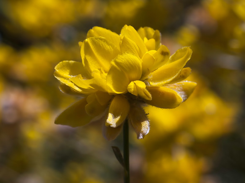 Genista umbellata umbellata.15