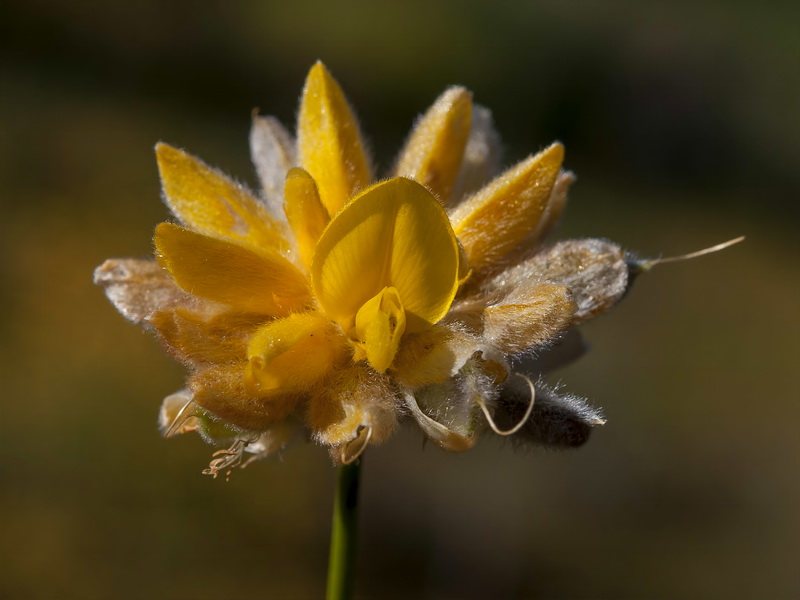 Genista umbellata umbellata.19