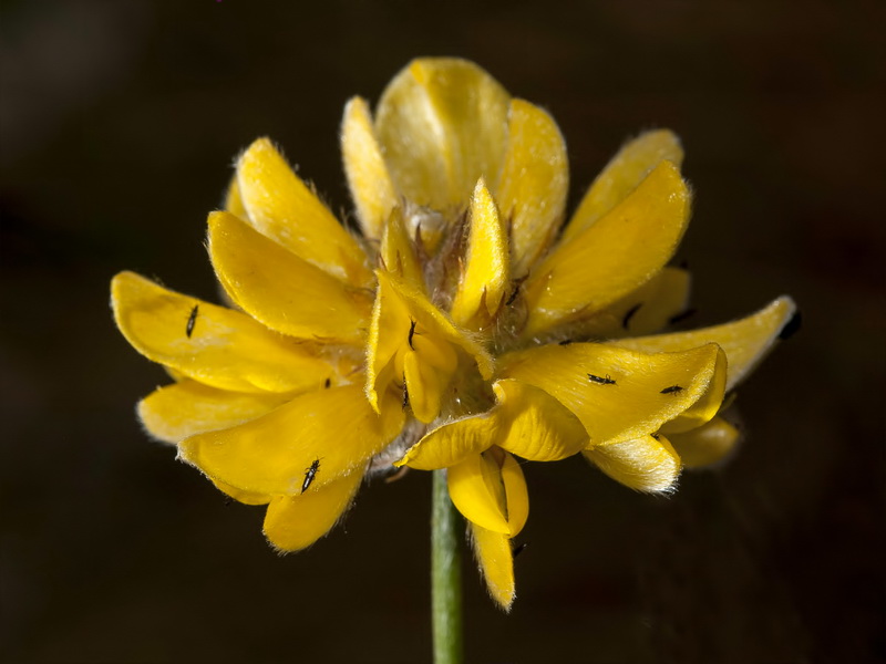Genista umbellata umbellata.19