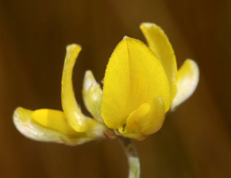 Genista umbellata umbellata.21