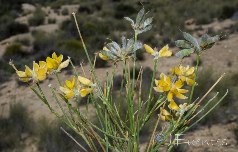 Genista umbellata umbellata.26