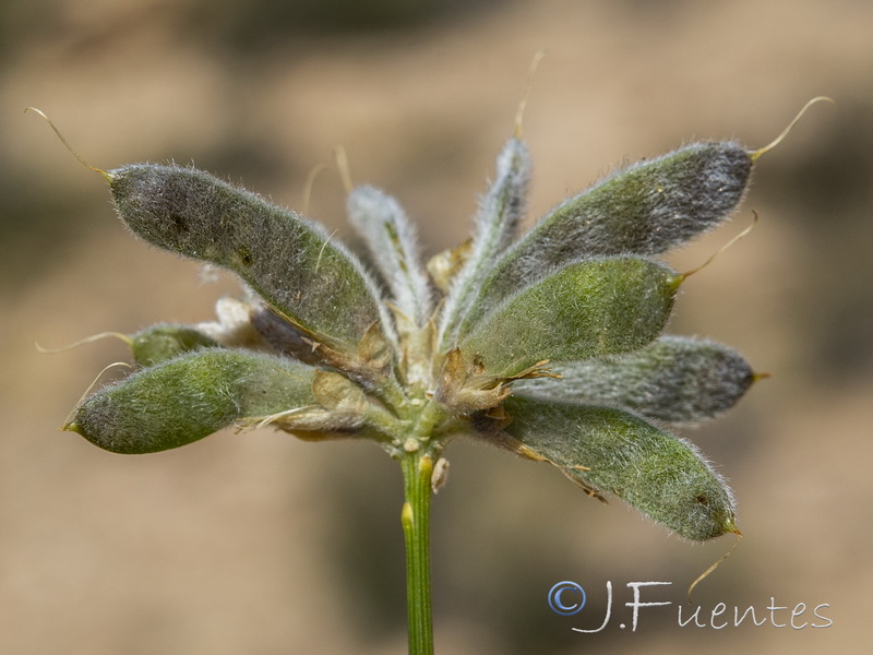 Genista umbellata umbellata.24