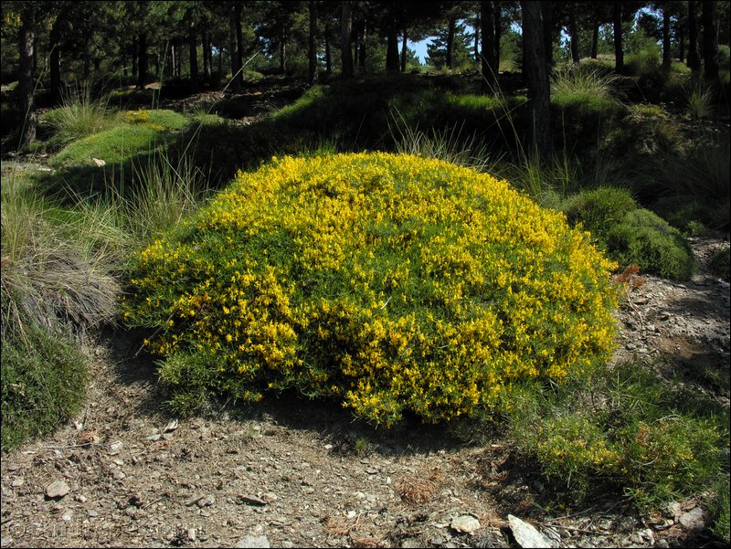 genista versicolor01