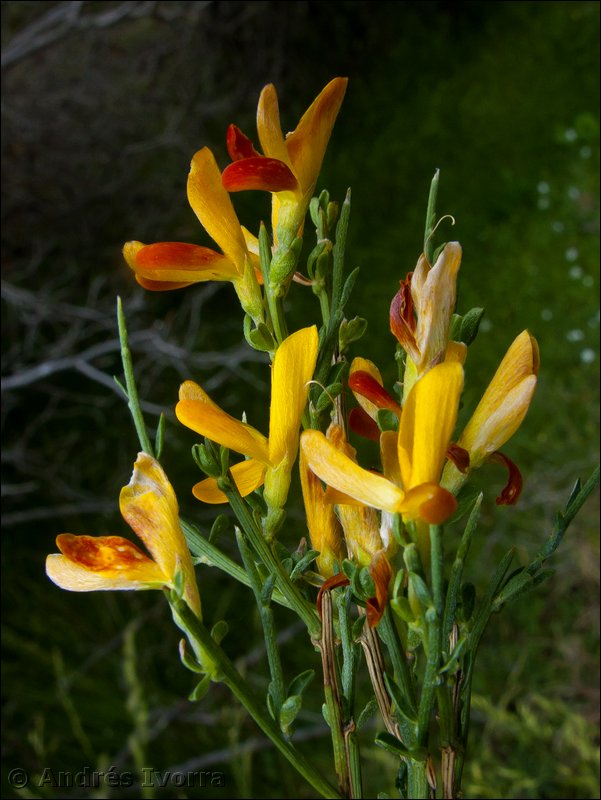 genista versicolor09