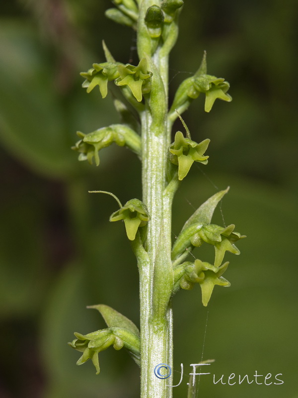 Gennaria diphylla.18