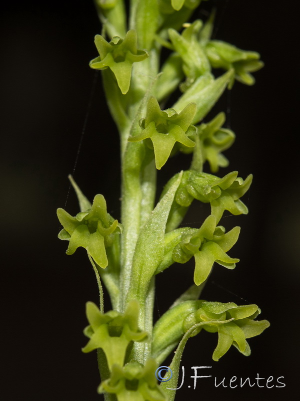 Gennaria diphylla.19