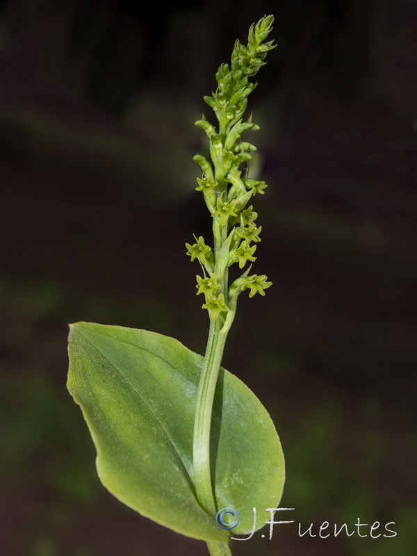 Gennaria diphylla.20