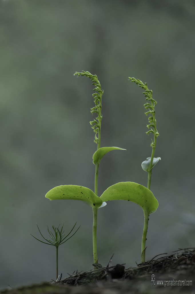 Gennaria diphylla