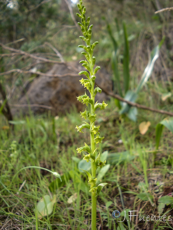 Gennaria diphylla.06