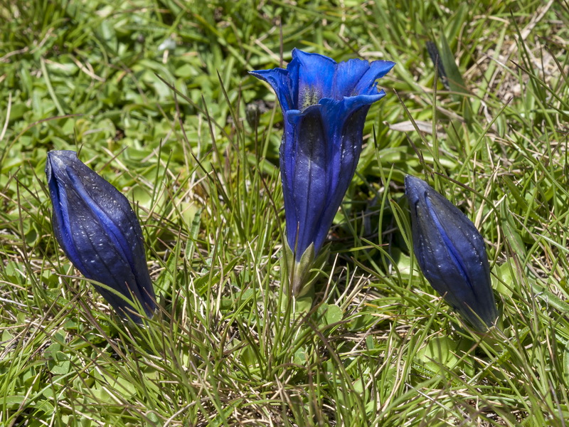 Gentiana alpina.01