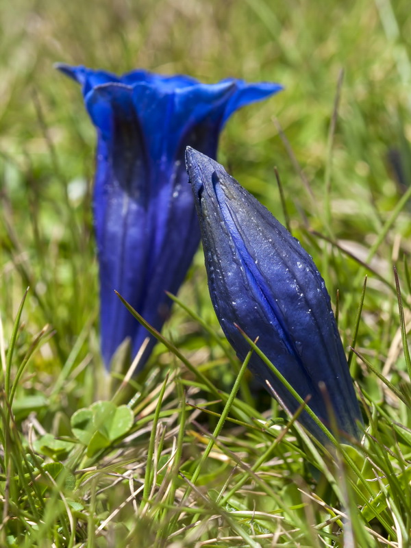 Gentiana alpina.04