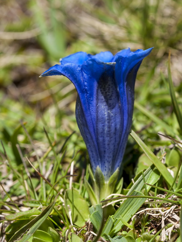 Gentiana alpina.07