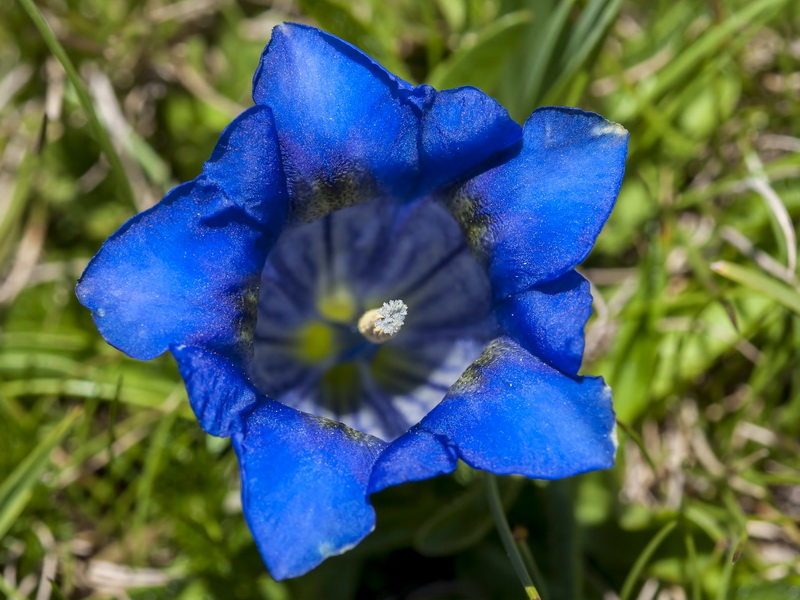 Gentiana alpina.09