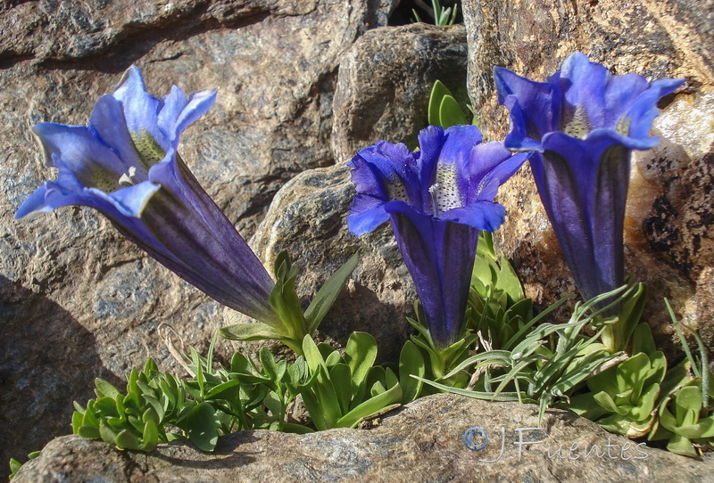 Gentiana alpina.11