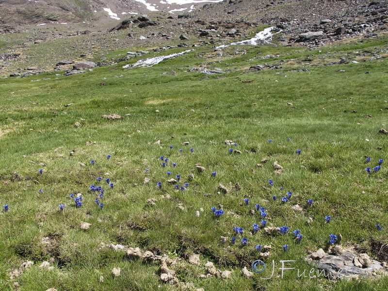 Gentiana alpina.12