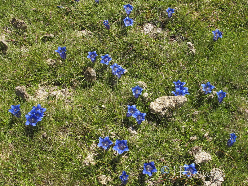 Gentiana alpina.14