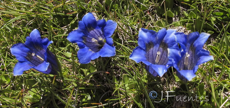 Gentiana alpina.16