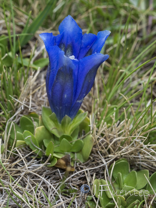 Gentiana alpina.21