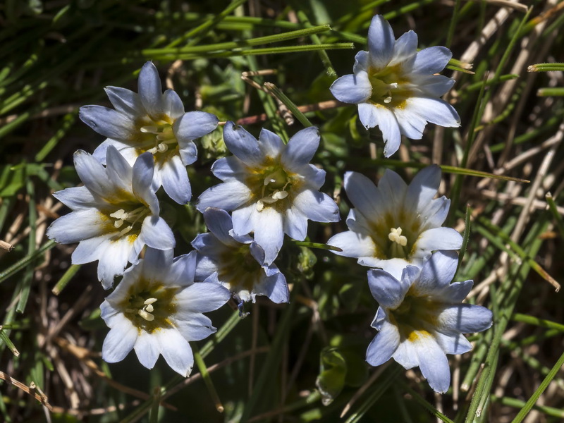 Gentiana boryi.01