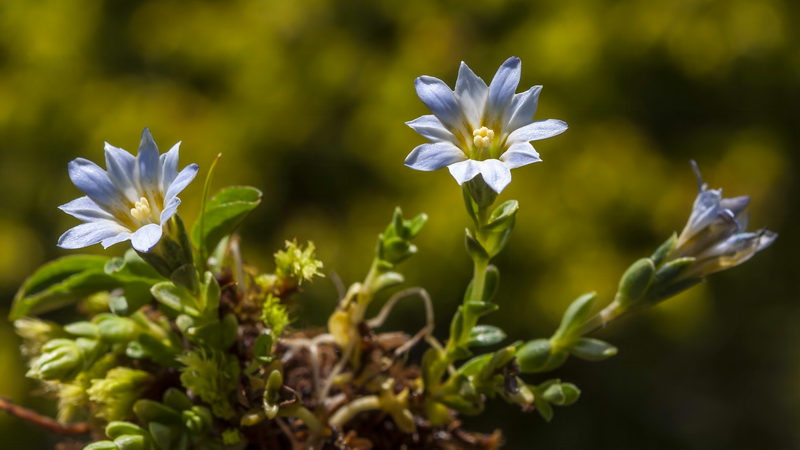 Gentiana boryi.04