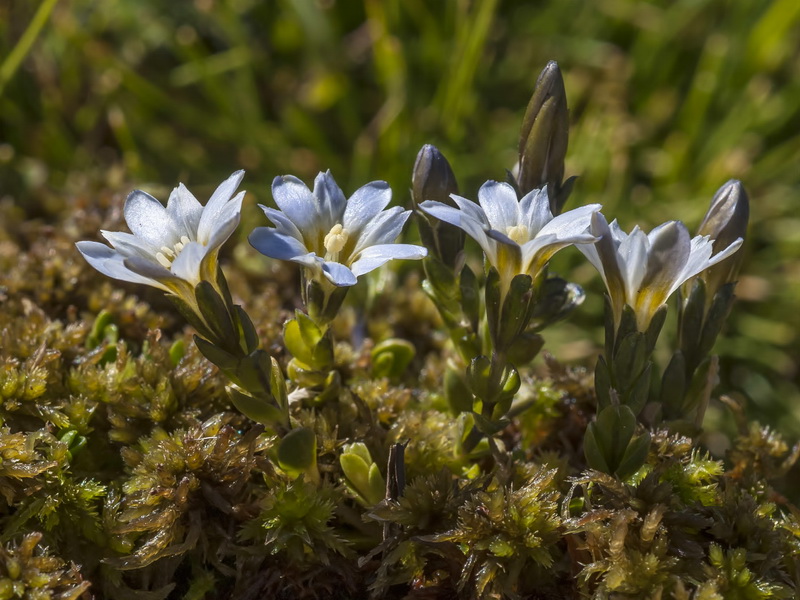 Gentiana boryi.06