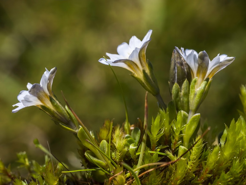 Gentiana boryi.07