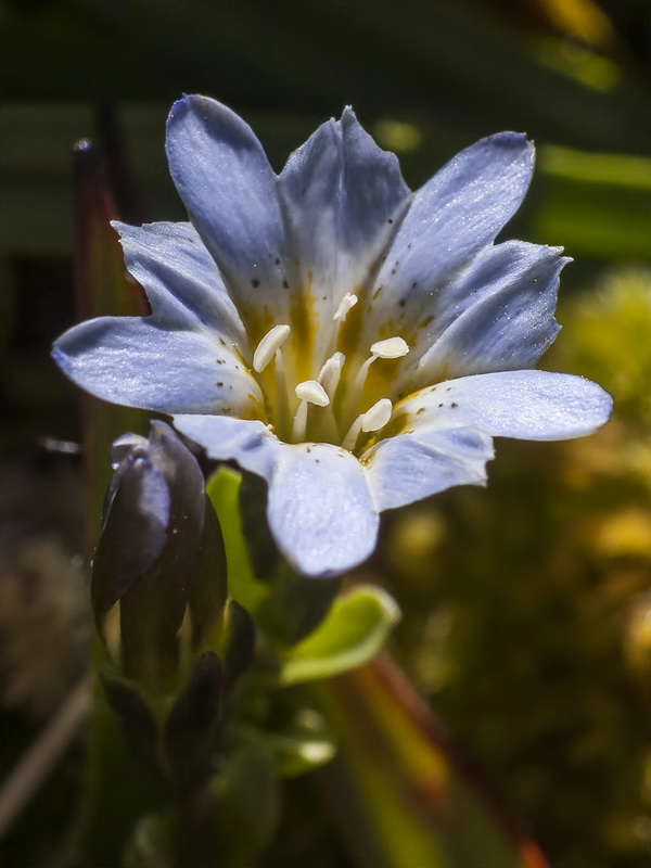 Gentiana boryi.08