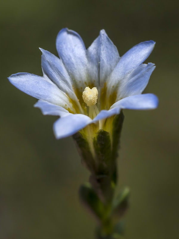 Gentiana boryi.09