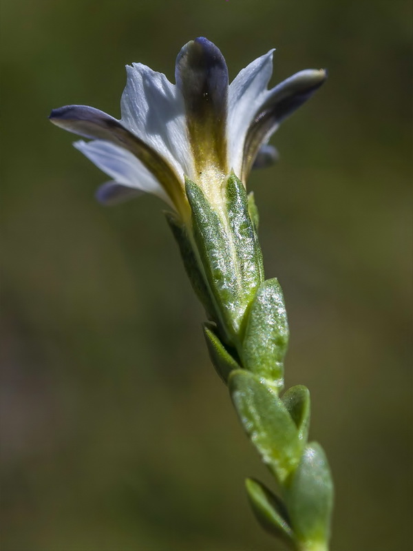 Gentiana boryi.10