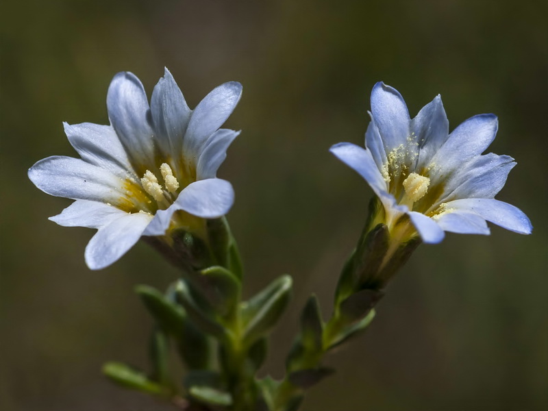 Gentiana boryi.11