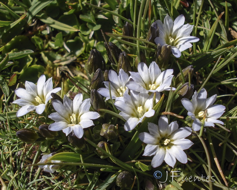 Gentiana boryi.12