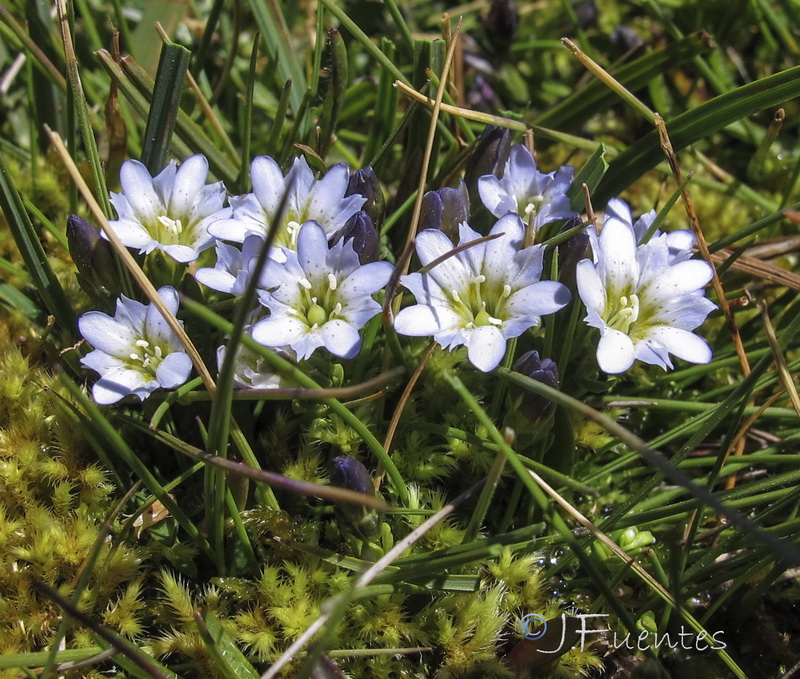 Gentiana boryi.13